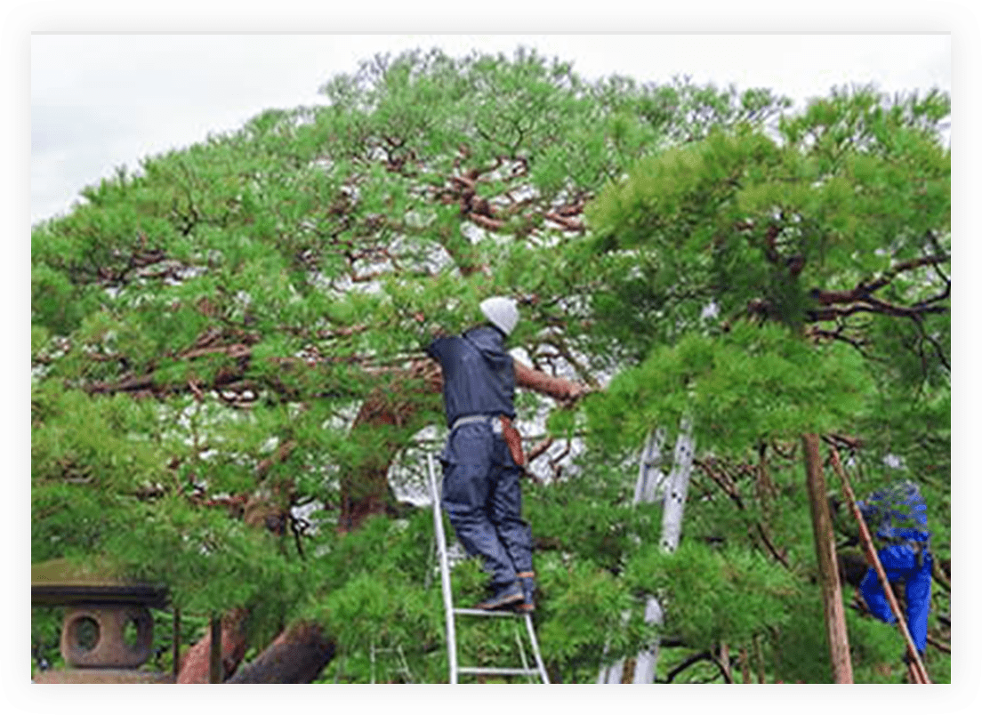 庭木・植木の剪定でこんなお悩みありませんか？